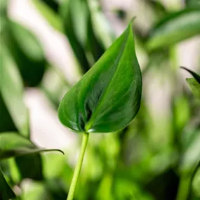 Alocasia Tiny Dancers