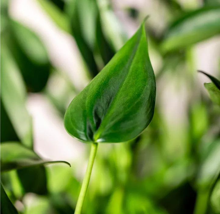 Pfeilblatt 'Tiny Dancer'