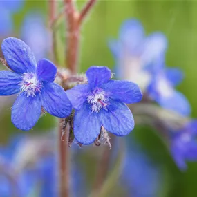 Anchusa 'Feltham Pride'