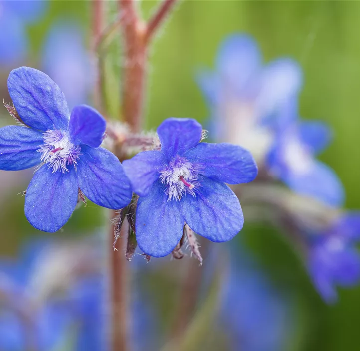 Große Ochsenzunge 'Feltham Pride'