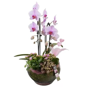 Arrangement 'Muttertags-Orchidee', rosa