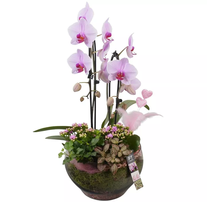 Arrangement 'Muttertags-Orchidee'