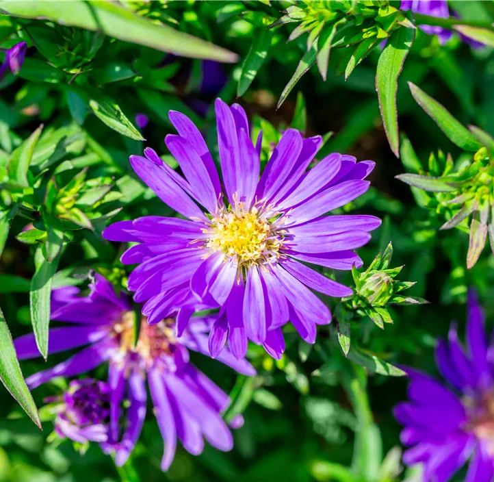 Garten-Kissen-Aster 'Alpha Dark Purple Launch'