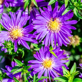 Aster dumosus Alpha Dark Purple Launch