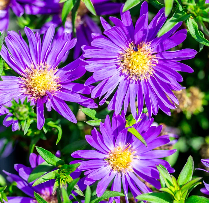 Garten-Kissen-Aster 'Alpha Dark Purple Launch'