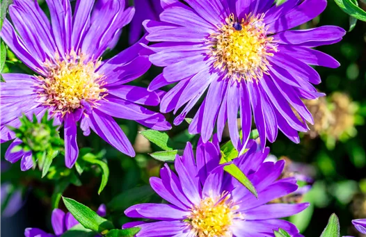 Aster dumosus Alpha Dark Purple Launch