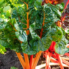 Beta vulgaris Multicolor