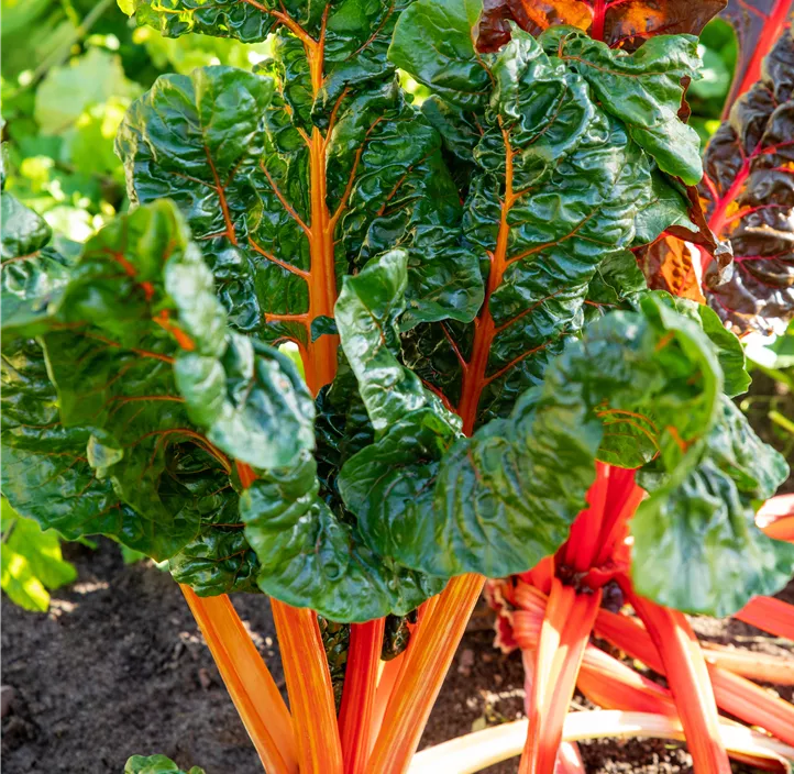 Mehrfärbiger Mangold