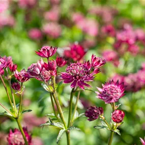 Astrantia Cerise Button