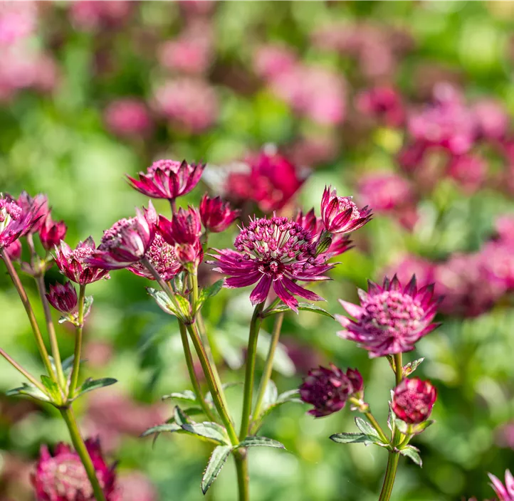 Garten-Sterndolde 'Cerise Button'