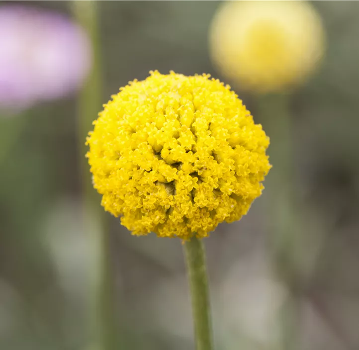 Trommelstöckchen 'Golf™ Beauty'