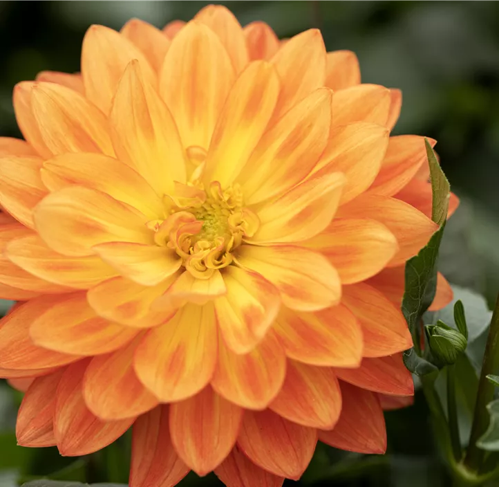 Dahlie DALAYA® Maxi