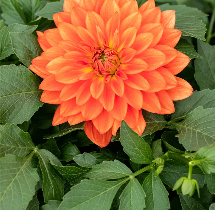 Dahlie DALAYA® Maxi