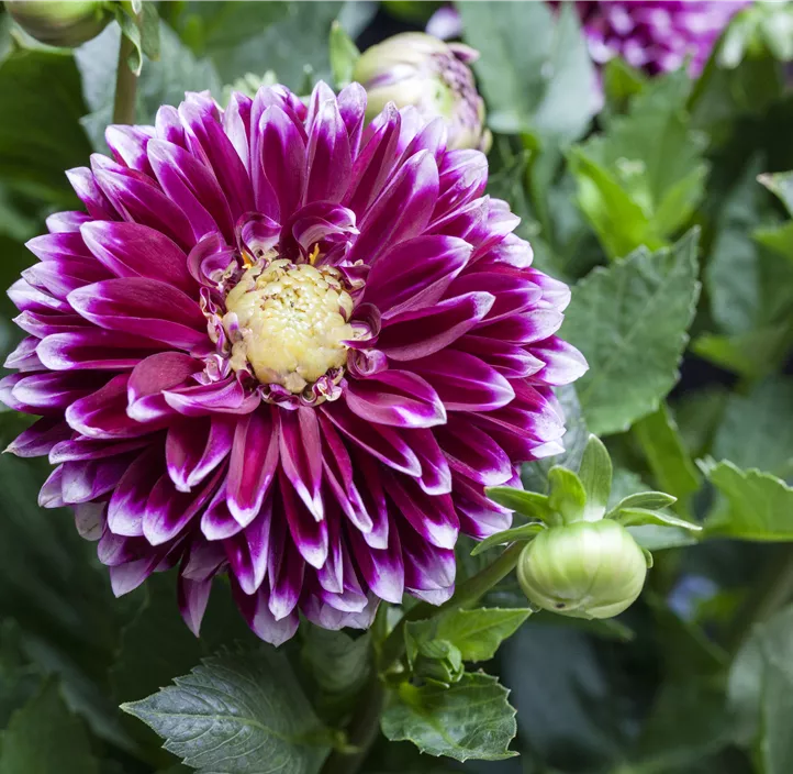 Dahlie DALAYA® Maxi