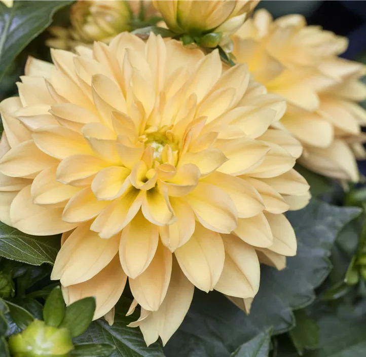 Dahlie DALAYA® Maxi