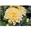 bellaflora Gartencenter GmbH