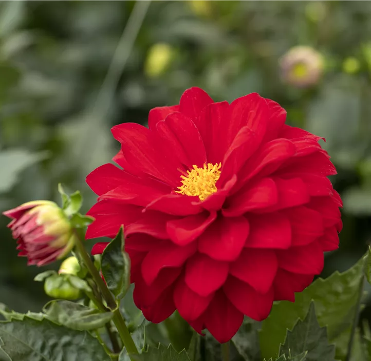 Dahlie DALAYA® Maxi