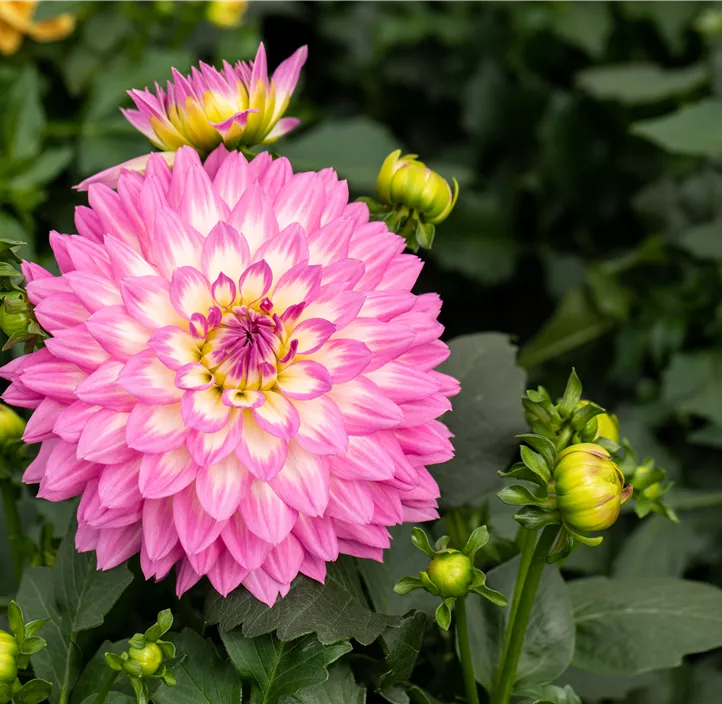 Dahlie DALAYA® Maxi