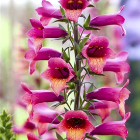 Digiplexis hybrida Illumination Raspberry