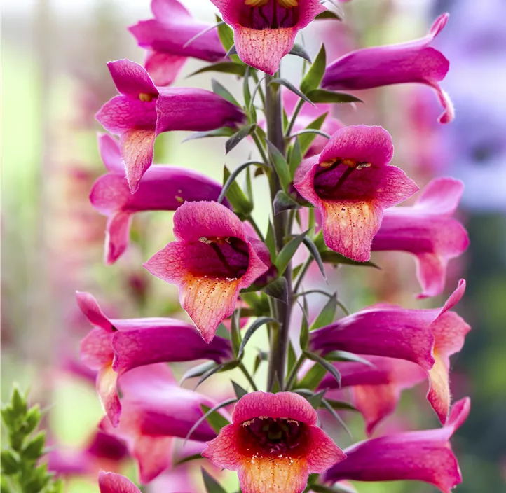 Fingerhut 'Illumination Raspberry'