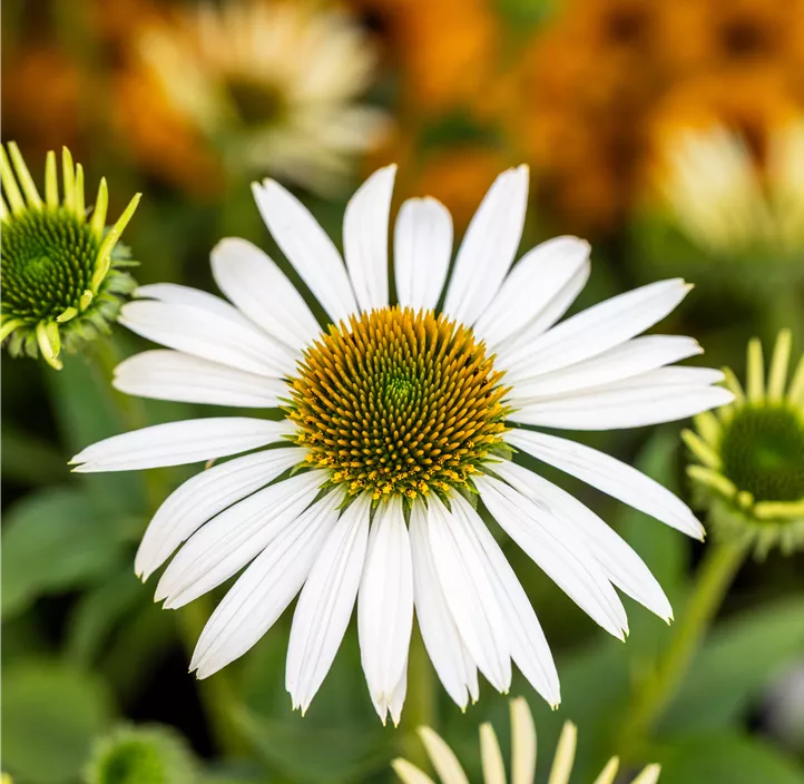 Garten-Scheinsonnenhut 'Sombrero® Blanco'