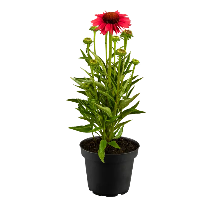 Garten-Scheinsonnenhut 'Sombrero® Rose'