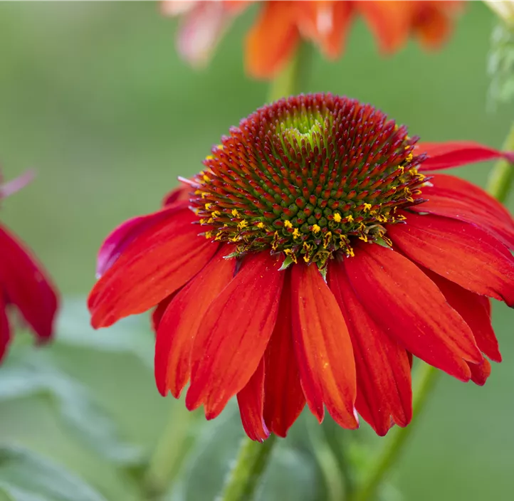 Garten-Scheinsonnenhut 'Sombrero® Sangrita'