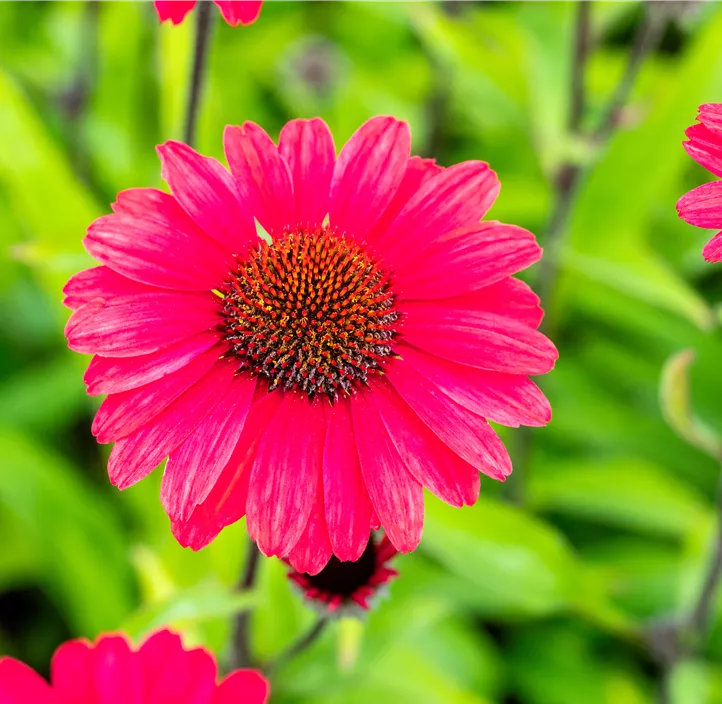 Scheinsonnenhut SunSeekers® 'Red'