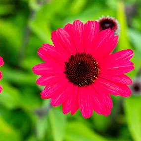 Echinacea purpurea SunSeekers Single Red