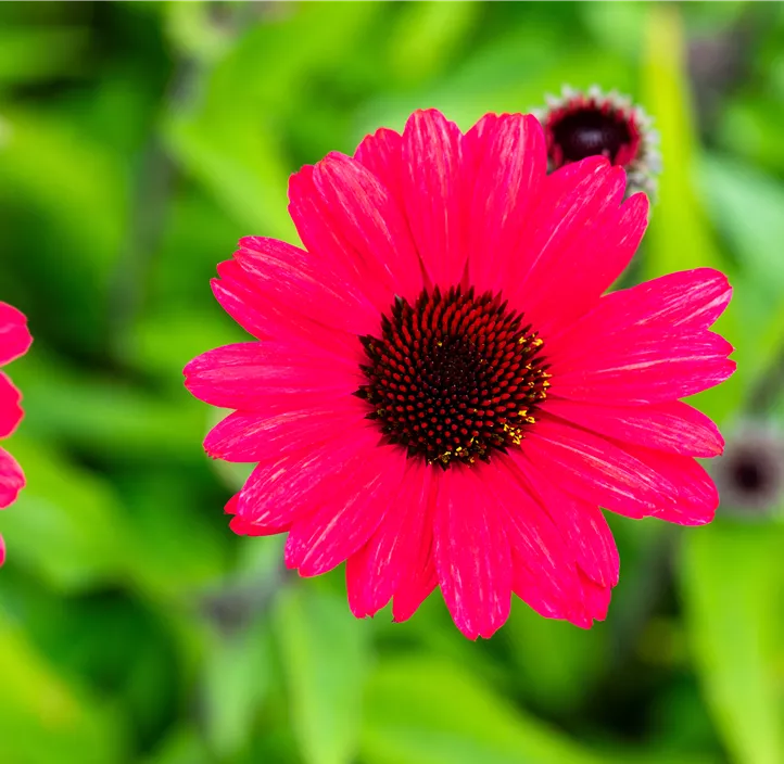 Scheinsonnenhut SunSeekers® 'Red'