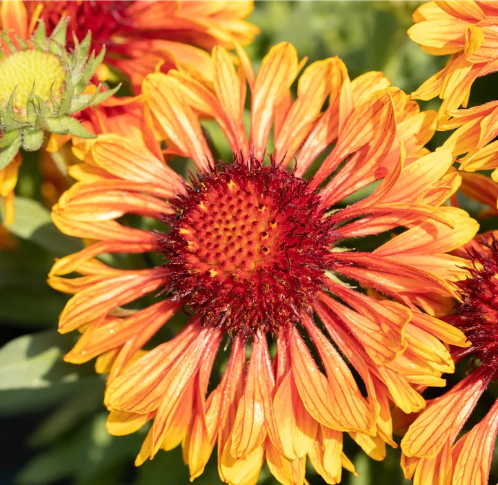 Prärie-Kokardenblume SpinTop® 'Copper Sun'