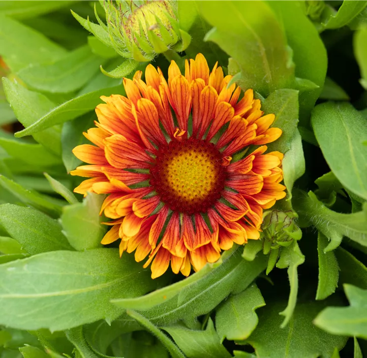 Prärie-Kokardenblume SpinTop® 'Copper Sun'