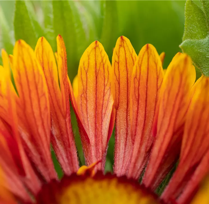 Prärie-Kokardenblume SpinTop® 'Copper Sun'