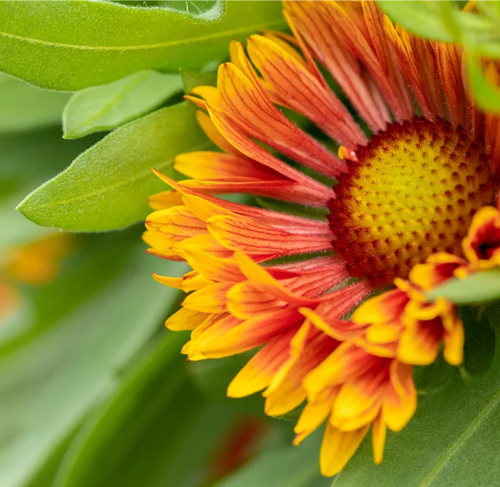 Prärie-Kokardenblume SpinTop® 'Copper Sun'