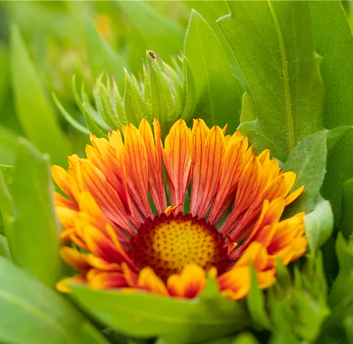 Prärie-Kokardenblume SpinTop® 'Copper Sun'