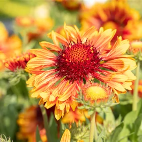 Gaillardia aristata SpinTop Copper Sun