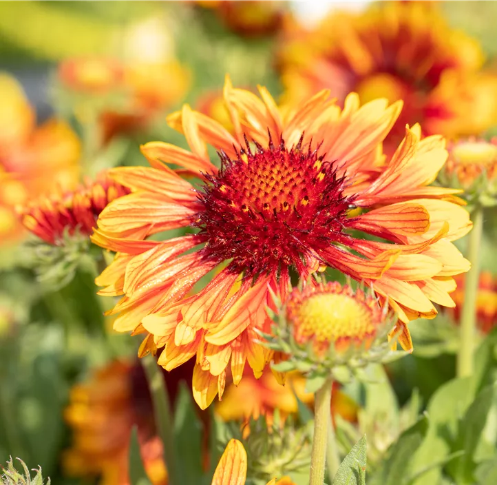 Prärie-Kokardenblume SpinTop® 'Copper Sun'