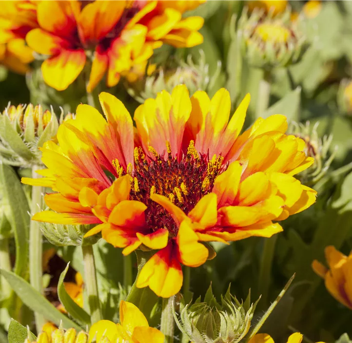 Prärie-Kokardenblume SpinTop® 'Red Starburst'