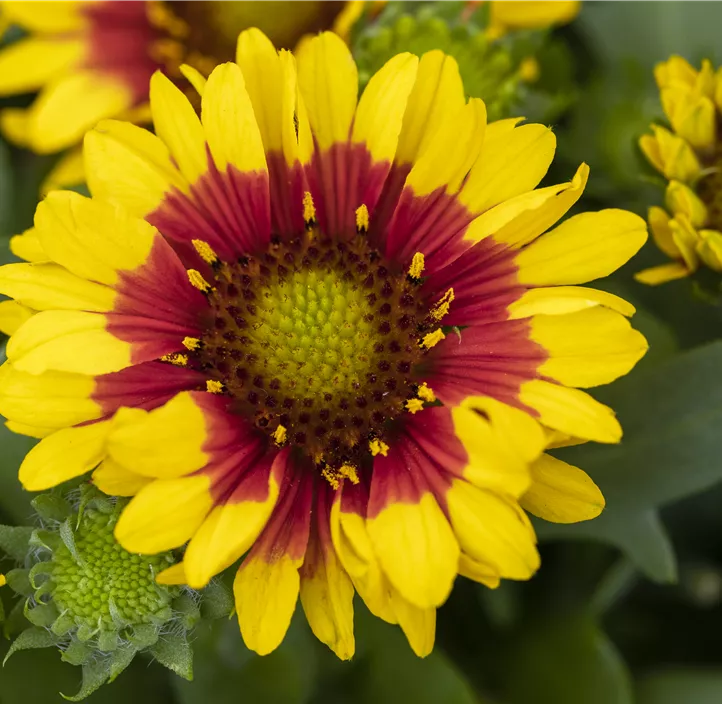 Prärie-Kokardenblume SpinTop® 'Red Starburst'