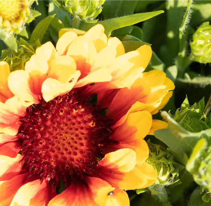 Prärie-Kokardenblume SpinTop® 'Red Starburst'