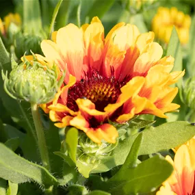 Gaillardia aristata SpinTop Red Starburst