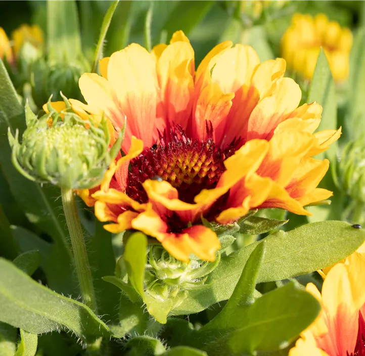Prärie-Kokardenblume SpinTop® 'Red Starburst'