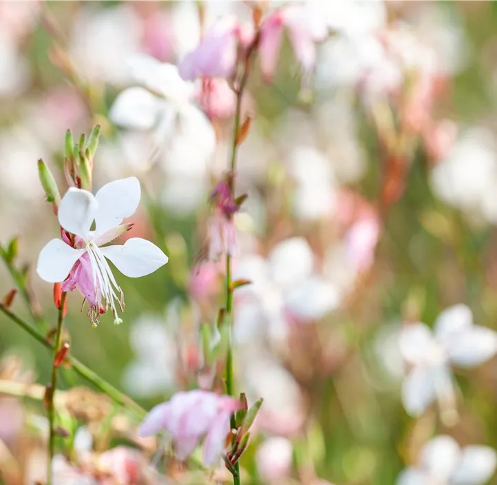 Garten-Prachtkerze 'Gambit® White'