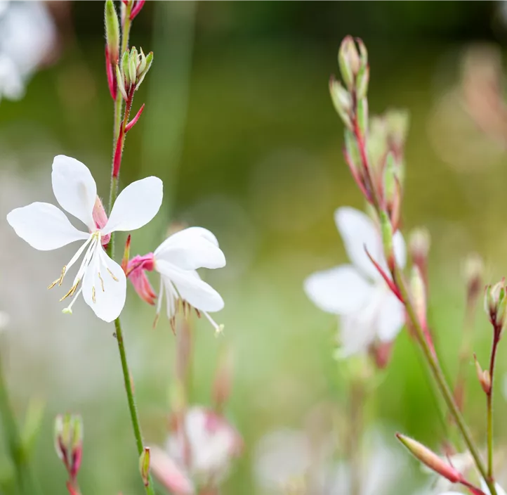 Garten-Prachtkerze 'Gambit® White'