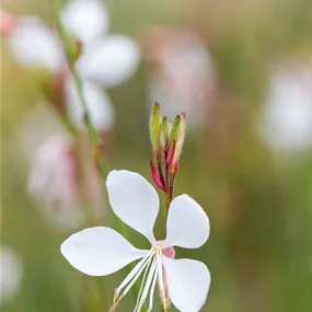 Gaura lindheimerii Gambit White