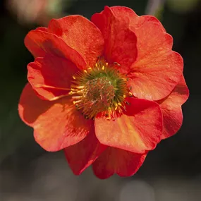 Geum coccineum 'Fiery Tempest'