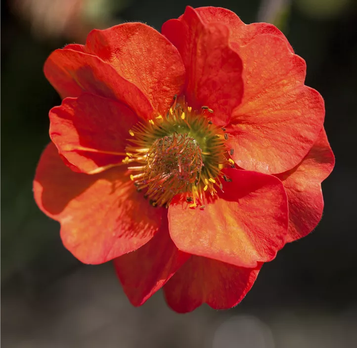 Chilenische Nelkenwurz 'Fiery Tempest'®