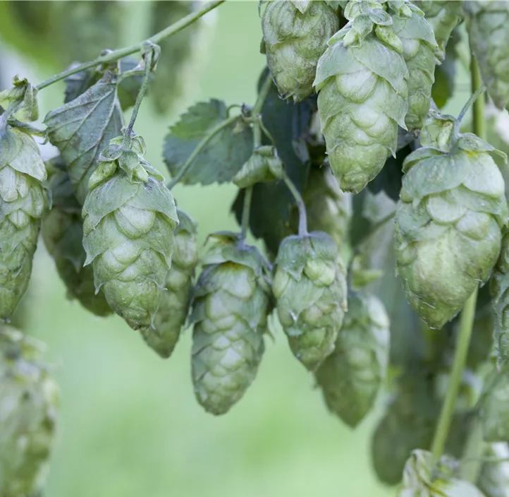 Hopfen