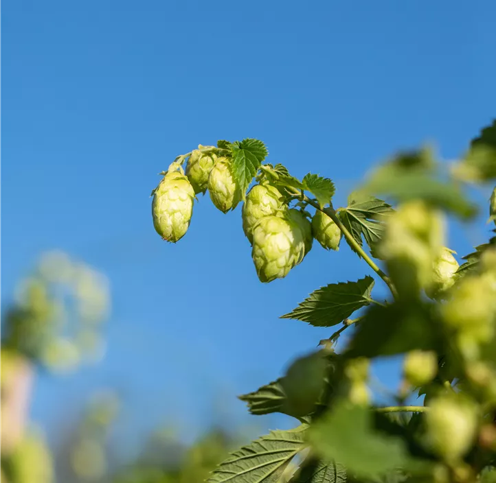 Hopfen