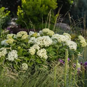 Hydrangea arborescens 'FlowerWow' ® F.E.